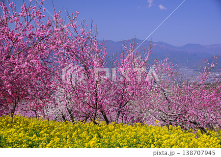 美しい桃の花で埋まる山梨桃源郷 美しい桃の花で埋まる山梨桃源郷 138707945