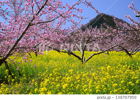 美しい桃の花で埋まる山梨桃源郷 138707950