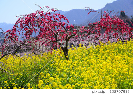 美しい桃の花で埋まる山梨桃源郷 138707955