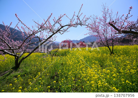 美しい桃の花で埋まる山梨桃源郷 138707956