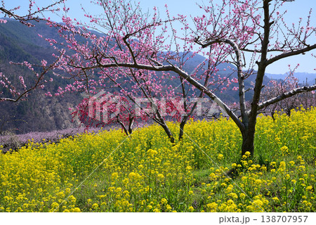 美しい桃の花で埋まる山梨桃源郷 美しい桃の花で埋まる山梨桃源郷 138707957