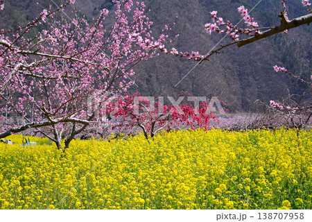 美しい桃の花で埋まる山梨桃源郷 138707958
