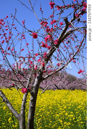 美しい桃の花で埋まる山梨桃源郷 138707959