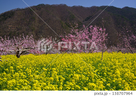 美しい桃の花で埋まる山梨桃源郷 美しい桃の花で埋まる山梨桃源郷 138707964