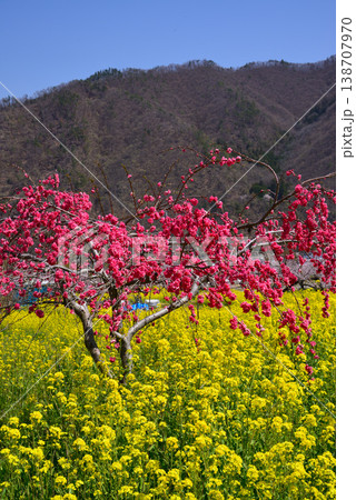 美しい桃の花で埋まる山梨桃源郷 138707970