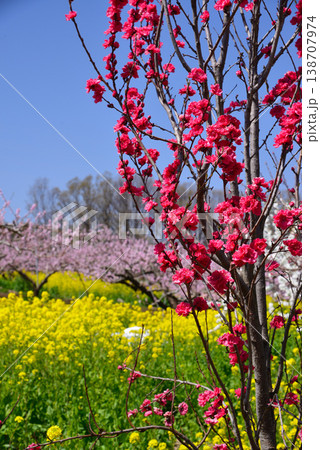 美しい桃の花で埋まる山梨桃源郷 美しい桃の花で埋まる山梨桃源郷 138707974
