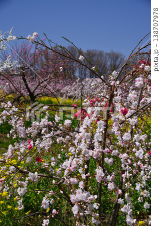 美しい桃の花で埋まる山梨桃源郷 138707978