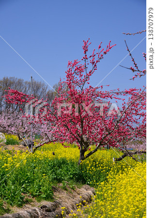 美しい桃の花で埋まる山梨桃源郷 138707979