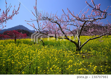 美しい桃の花で埋まる山梨桃源郷 138707981