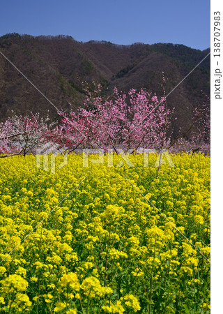 美しい桃の花で埋まる山梨桃源郷 138707983