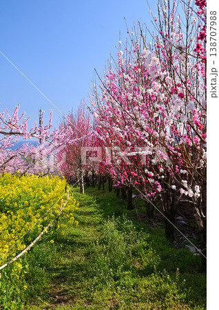 美しい桃の花で埋まる山梨桃源郷 138707988
