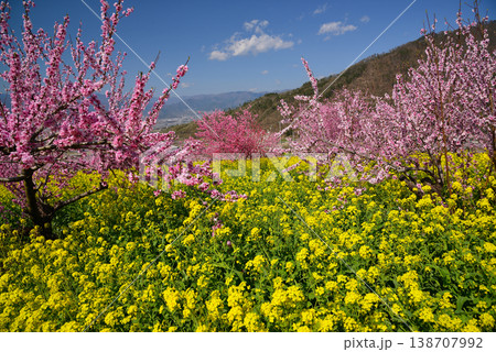 美しい桃の花で埋まる山梨桃源郷 美しい桃の花で埋まる山梨桃源郷 138707992