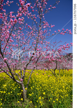 美しい桃の花で埋まる山梨桃源郷 138707996