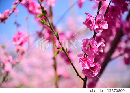 美しい桃の花で埋まる山梨桃源郷 美しい桃の花で埋まる山梨桃源郷 138708004