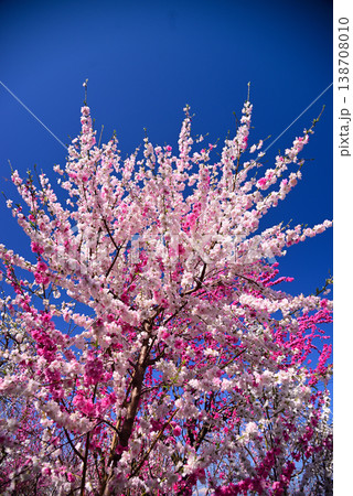 美しい桃の花で埋まる山梨桃源郷 美しい桃の花で埋まる山梨桃源郷 138708010