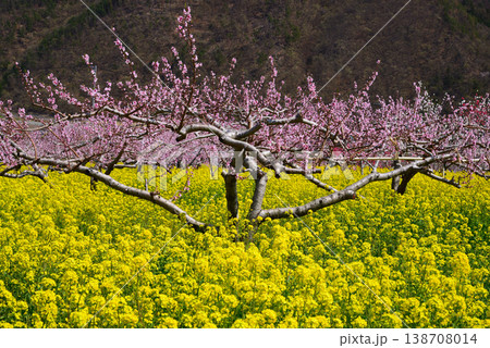 美しい桃の花で埋まる山梨桃源郷 美しい桃の花で埋まる山梨桃源郷 138708014