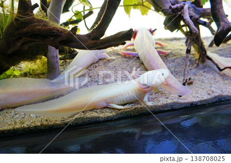 池袋サンシャイン水族館　ウーパールーパー　東京都豊島区東池袋 138708025