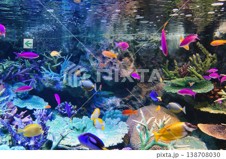 池袋サンシャイン水族館 カラフルな魚たち 東京都豊島区東池袋 池袋サンシャイン水族館 カラフルな魚たち 東京都豊島区東池袋 138708030