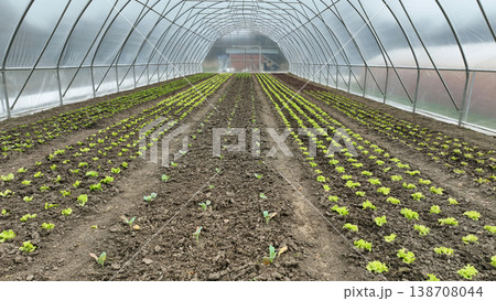 Farm bio kohlrabi greenhouse foil cabbage brassica oleracea farmland german turnip onion allium cepa bulb or common leafy green agriculture ecological vegetable planted row several various organic Farm bio kohlrabi greenhouse foil cabbage brassica oleracea farmland german turnip onion allium cepa bulb or common leafy green agriculture ecological vegetable planted row several various organic 138708044