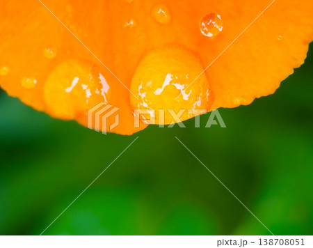 オレンジの花びらに付いた水滴とグリーンの背景(copy space, macro, nature b オレンジの花びらに付いた水滴とグリーンの背景(copy space, macro, nature b 138708051
