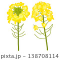 春に明るい黄色い花を咲かせる菜の花 138708114