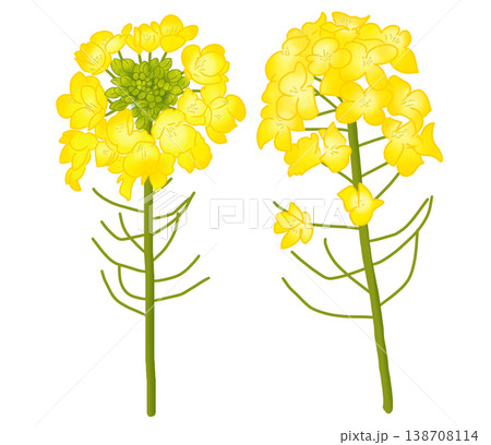 春に明るい黄色い花を咲かせる菜の花 春に明るい黄色い花を咲かせる菜の花 138708114