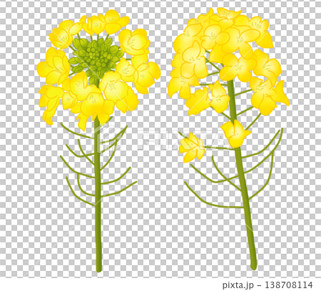 春に明るい黄色い花を咲かせる菜の花 春に明るい黄色い花を咲かせる菜の花 138708114