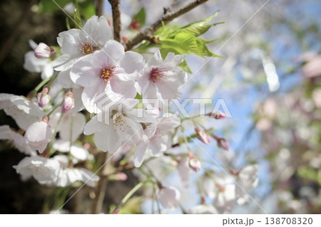 春の青空と桜のクローズアップ 春の青空と桜のクローズアップ 138708320