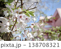 春の青空と桜のクローズアップ 138708321