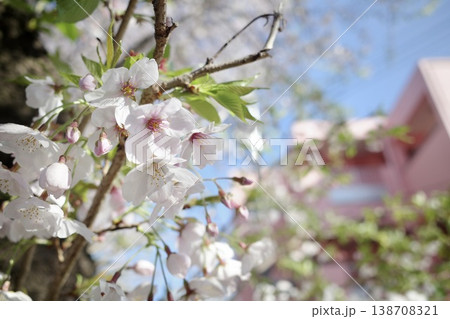 春の青空と桜のクローズアップ 春の青空と桜のクローズアップ 138708321