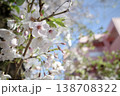春の青空と桜のクローズアップ 138708322