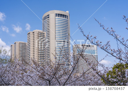 大阪　毛馬桜之宮公園の桜　新桜宮橋からの眺め 138708437