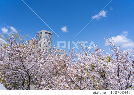 大阪 毛馬桜之宮公園の桜 新桜宮橋からの眺め 大阪 毛馬桜之宮公園の桜 新桜宮橋からの眺め 138708443