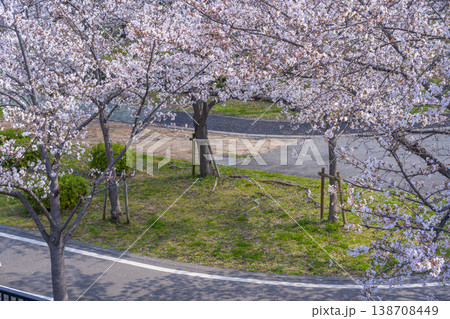 大阪　桜ノ宮　桜並木 138708449