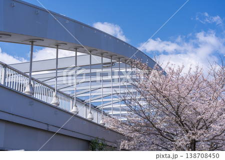 大阪市の大川に架けられた銀橋（桜宮橋）と桜 138708450