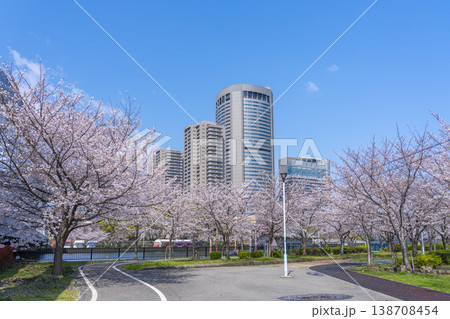 大阪　毛馬桜之宮公園の桜とOAPタワー 138708454