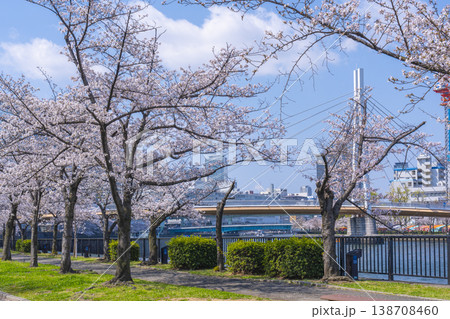 桜宮公園 川崎橋 満開の桜【大阪】 桜宮公園 川崎橋 満開の桜【大阪】 138708460