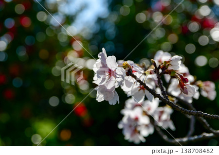 木漏れ日と桜の花 138708482