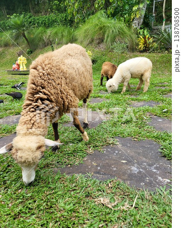 This is sheep  from Indonesia on wild area 138708500