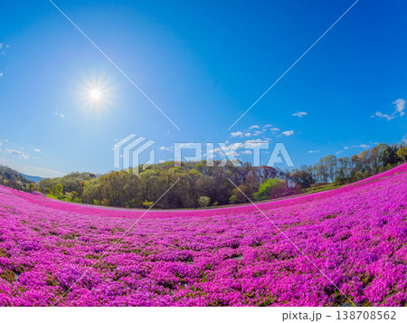 太陽の輝きと芝桜の絨毯 魚眼レンズで捉えた市貝町芝ざくら公園の広大な春風景 138708562