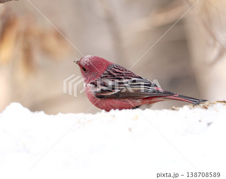 雪の向こう側にいるオオマシコ（雄） 138708589