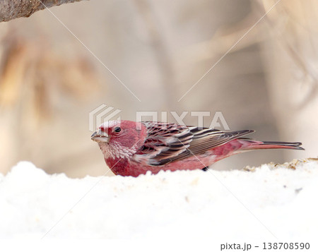 雪の向こう側にいるオオマシコ（雄） 138708590