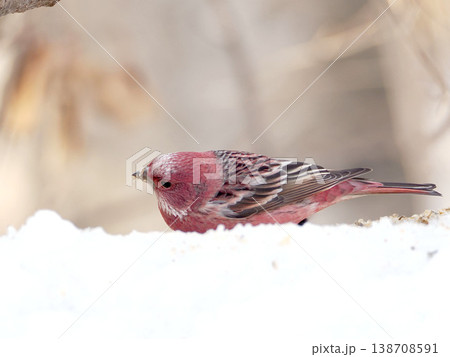 雪の向こう側にいるオオマシコ（雄） 138708591