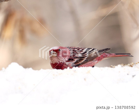 雪の向こう側にいるオオマシコ（雄） 138708592