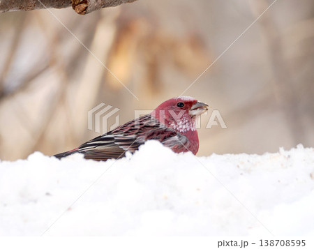 雪の向こう側にいるオオマシコ（雄） 138708595