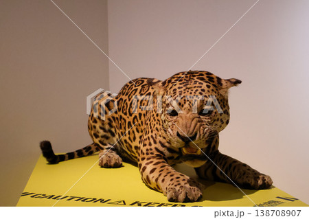 ジャガー剥製 ジャガー剥製 138708907