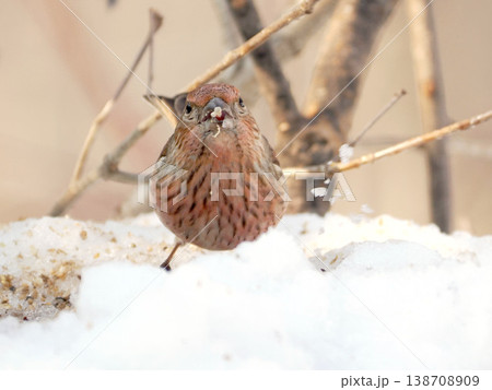 雪の向こう側にいるオオマシコ（雌） 138708909