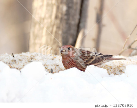 雪の向こう側にいるオオマシコ（雌） 138708910