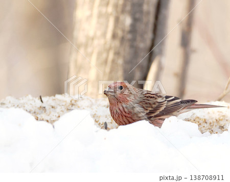 雪の向こう側にいるオオマシコ（雌） 138708911