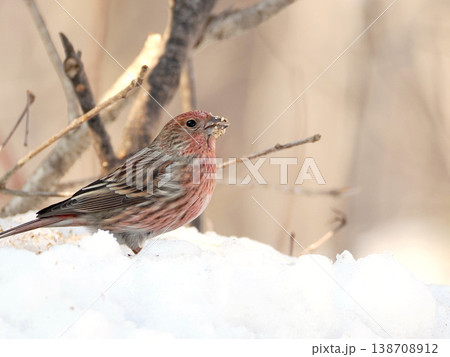 雪の向こう側にいるオオマシコ（雌） 138708912